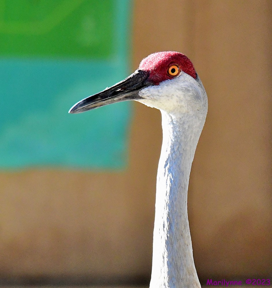 DSC_4284_001.JPG