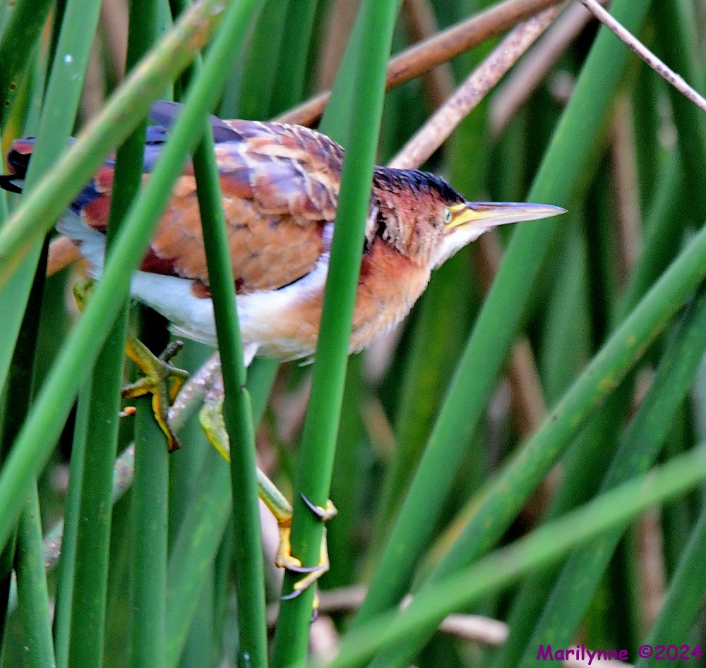 DSC_4284_001.JPG