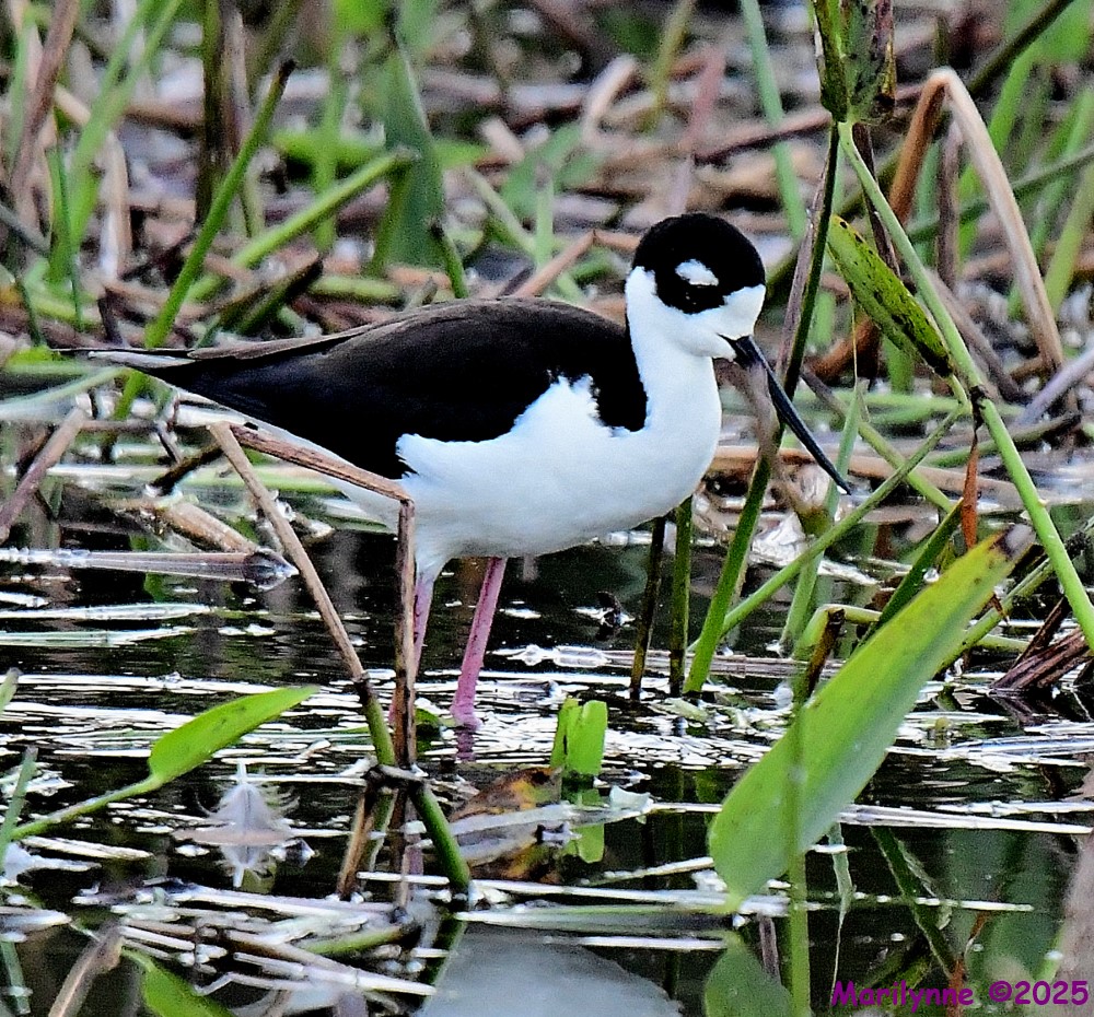 DSC_4284_001.JPG