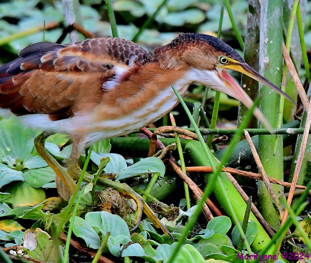 DSC_4285_001.JPG
