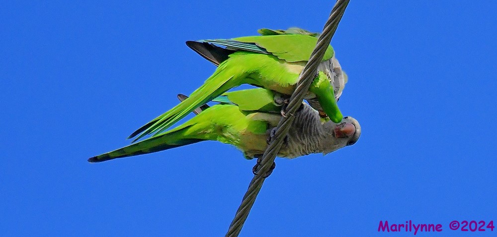 DSC_4286_001.JPG
