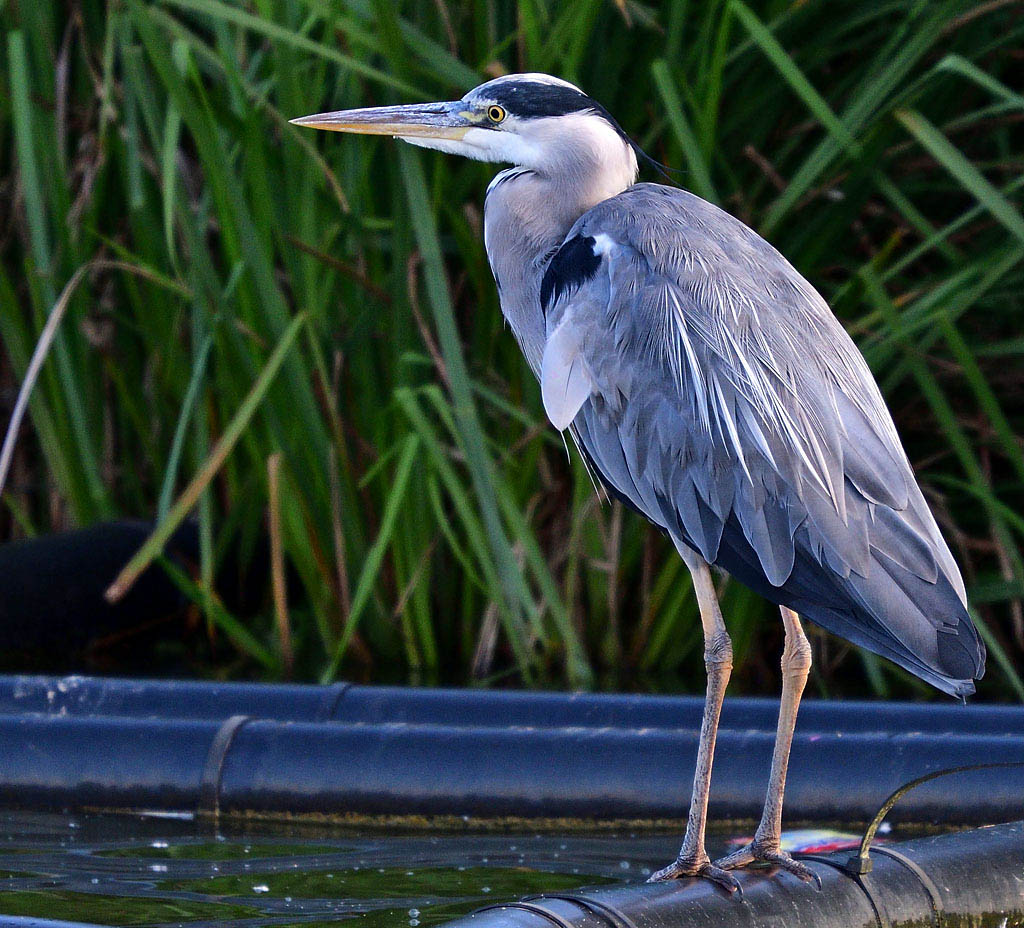 dsc_4286_36253844523_o.jpg