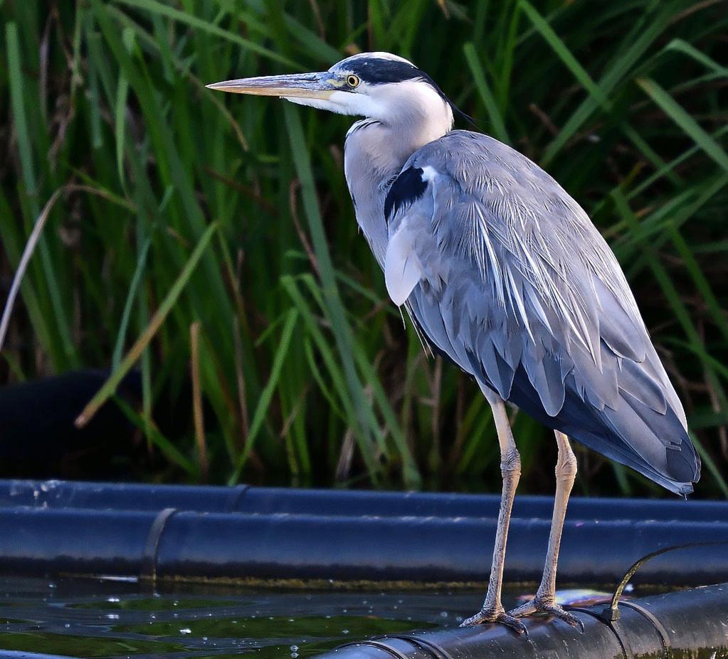 dsc_4286_36253844523_o.jpg
