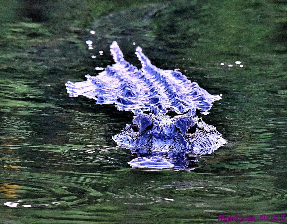 DSC_4287_001.JPG