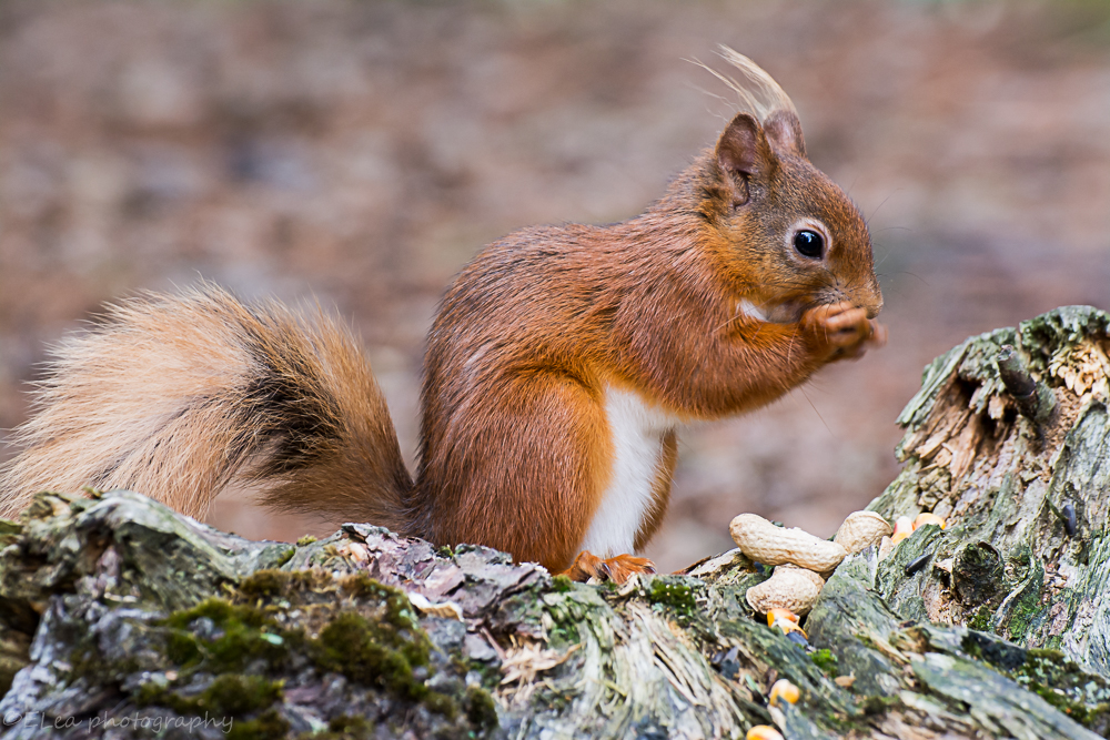DSC_4288.jpg