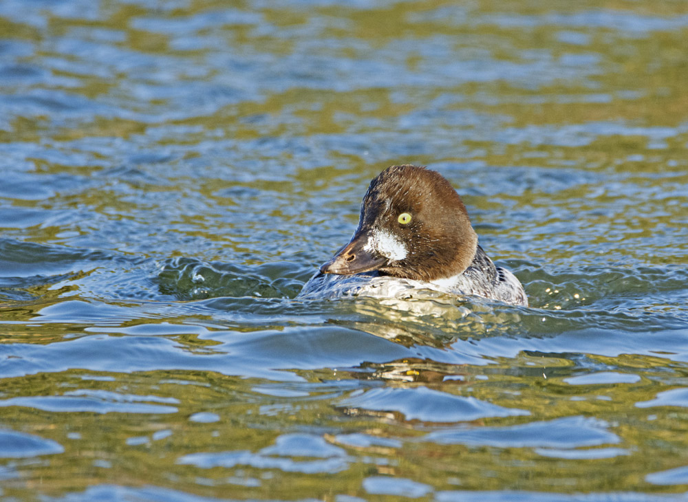 DSC_4288.jpg