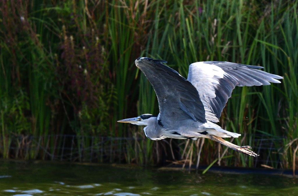 DSC_4288.jpg
