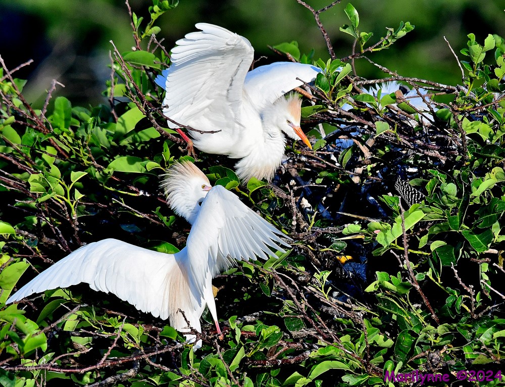 DSC_4288_001.JPG