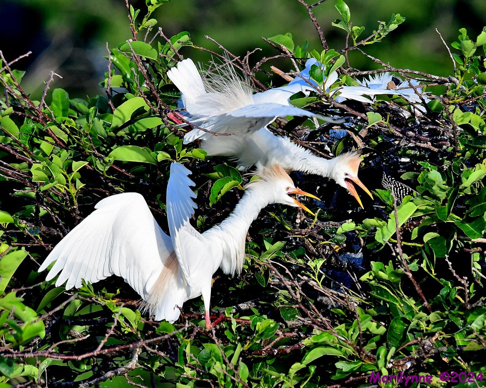 DSC_4289_001.JPG