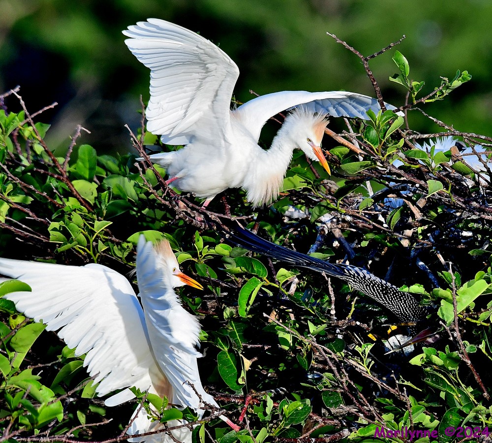 DSC_4290_001.JPG