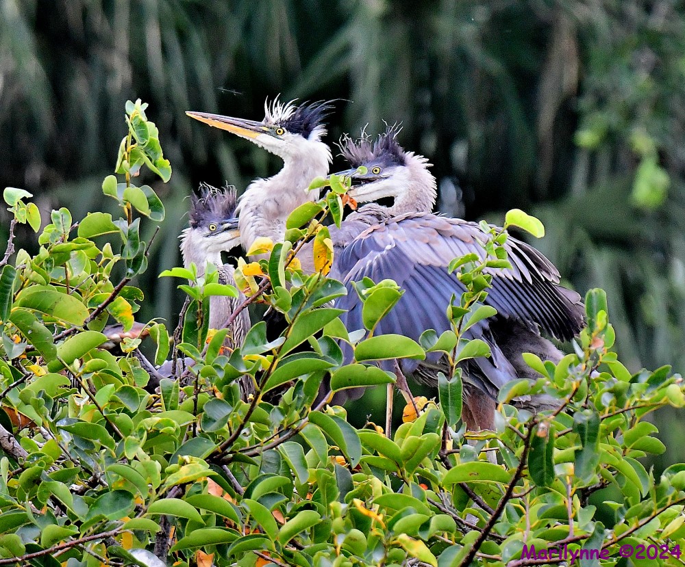 DSC_4291_001.JPG