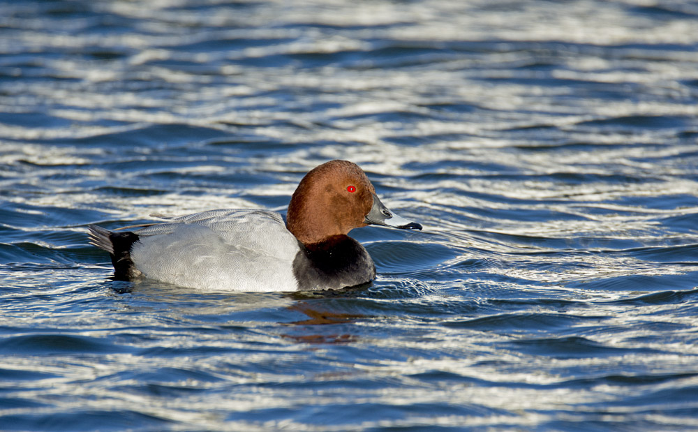 DSC_4292.jpg