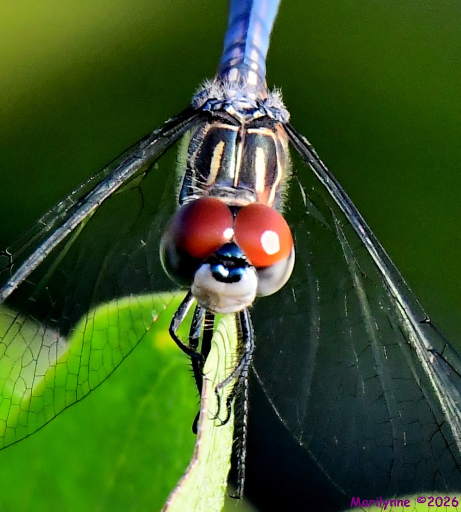 DSC_4292_001.JPG