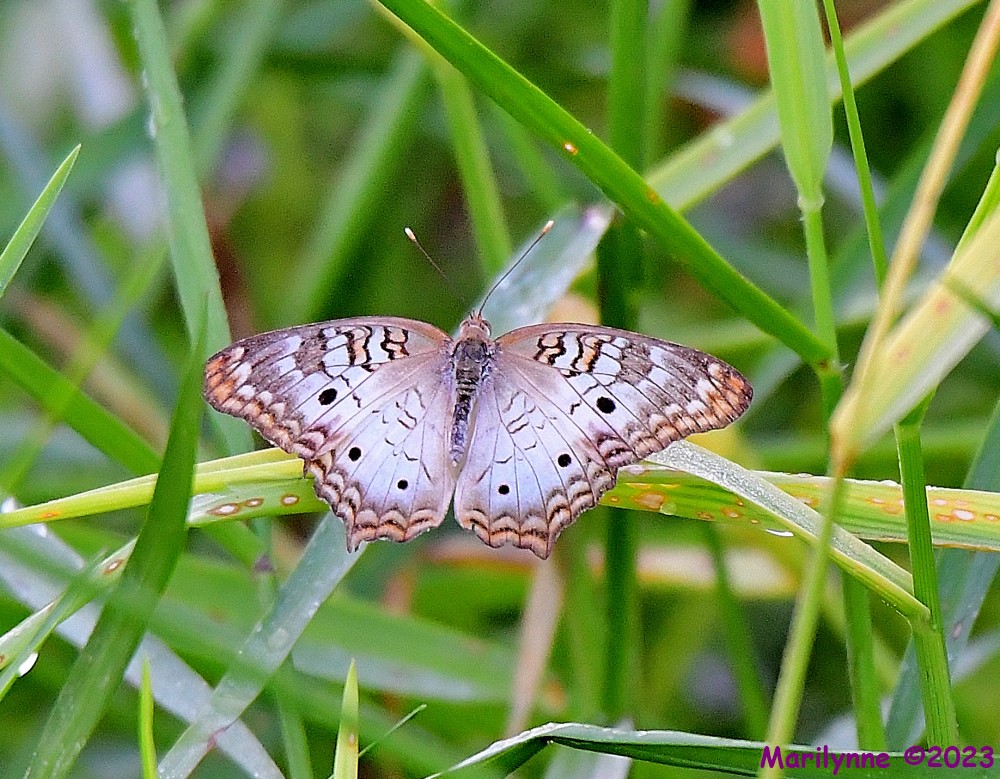 DSC_4294_001.JPG