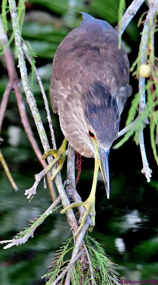 DSC_4294_001.JPG