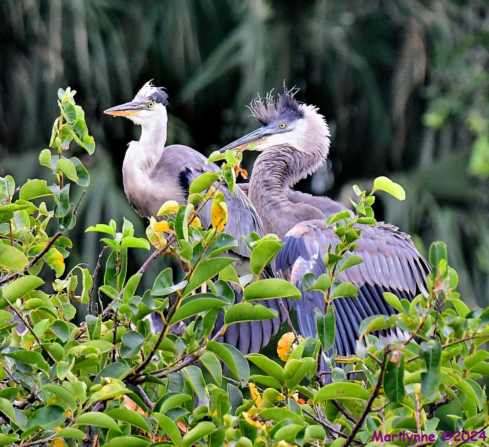 DSC_4295_001.JPG