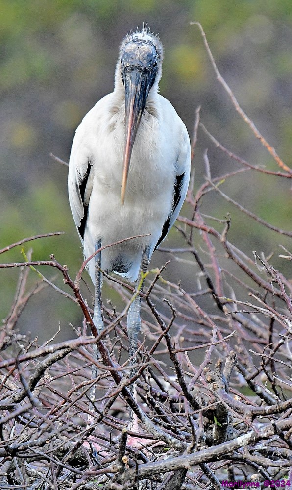 DSC_4297_001.JPG