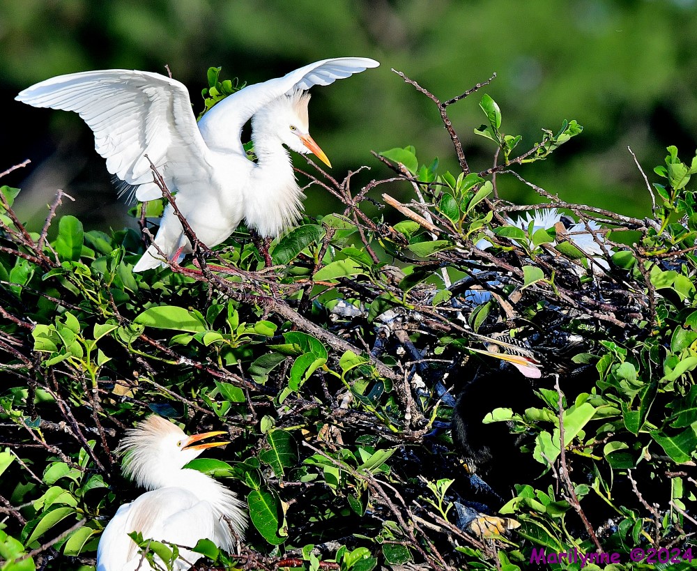 DSC_4297_001.JPG