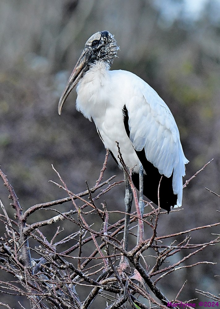 DSC_4298_001.JPG