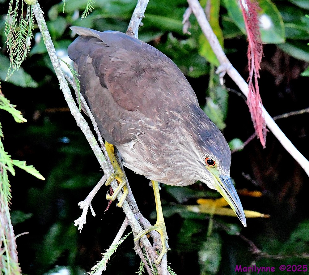 DSC_4299_001.JPG