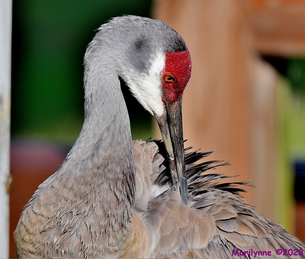 DSC_4301_001.JPG