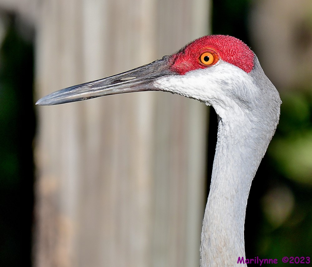 DSC_4305_001.JPG