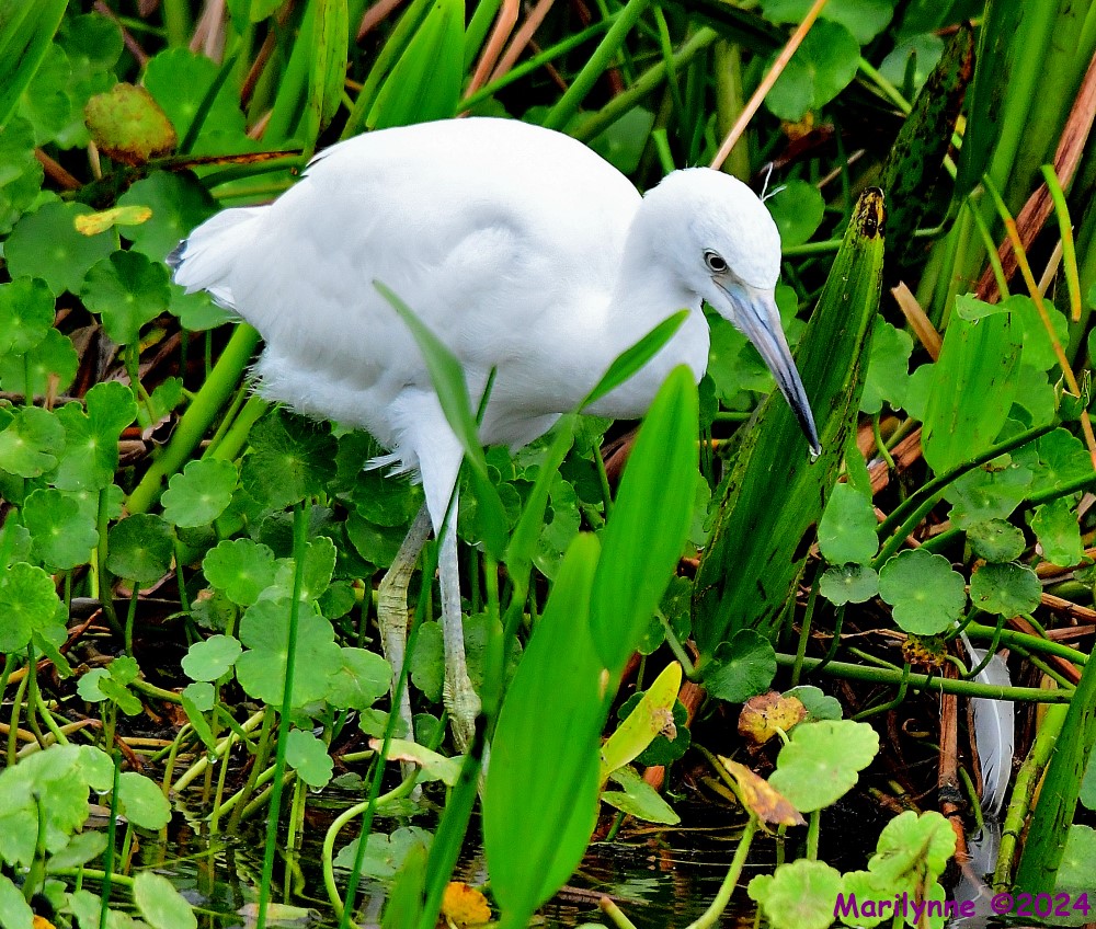 DSC_4310_001.JPG