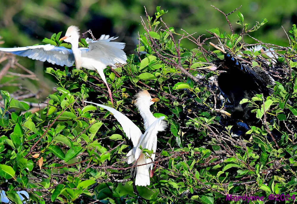 DSC_4311_001.JPG