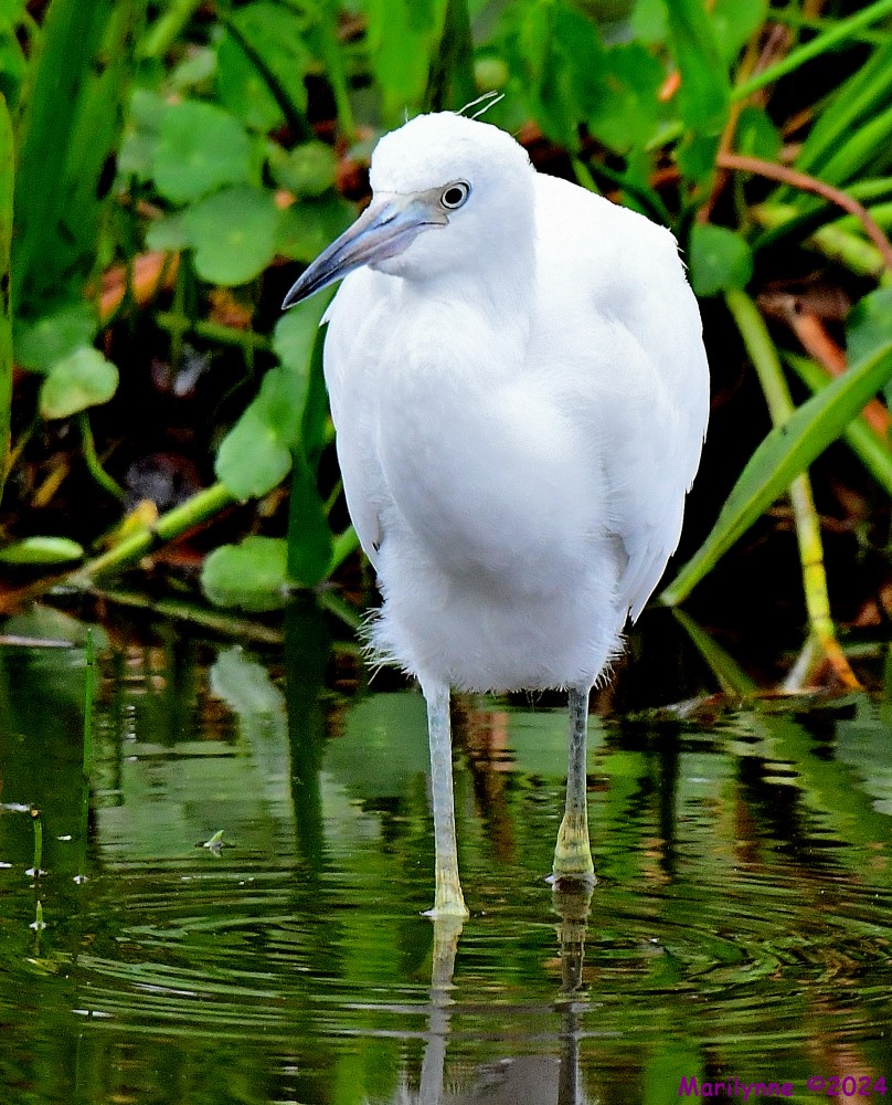 DSC_4311_001.JPG