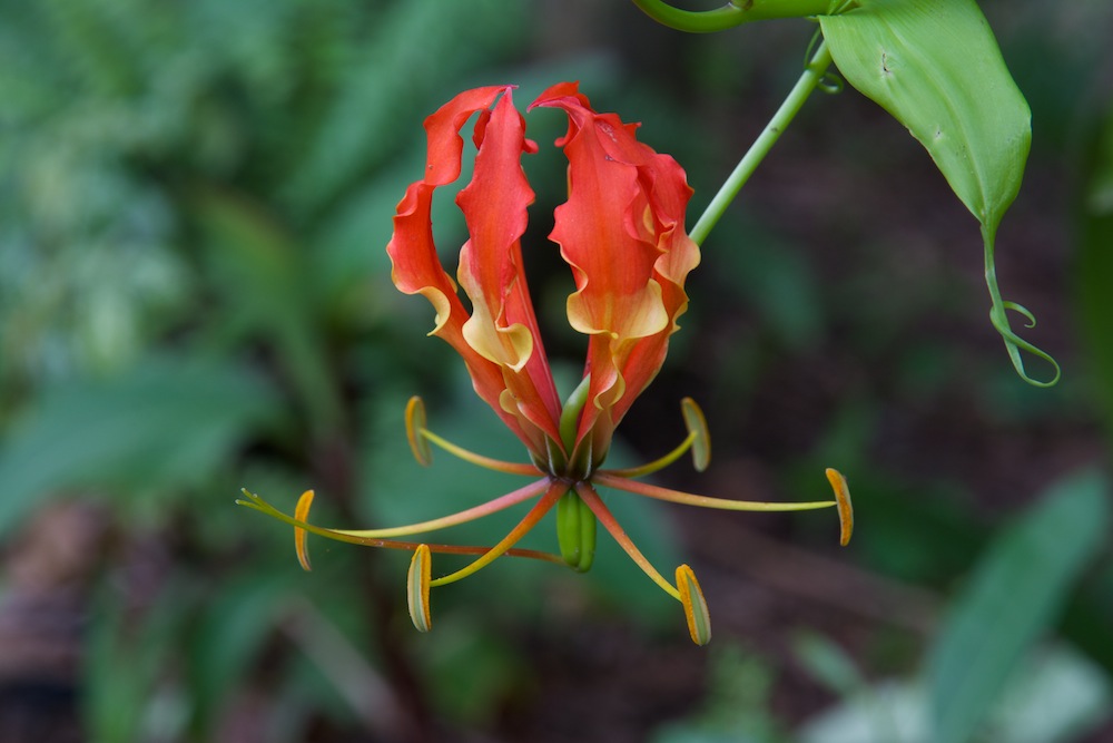 DSC_4312.jpg