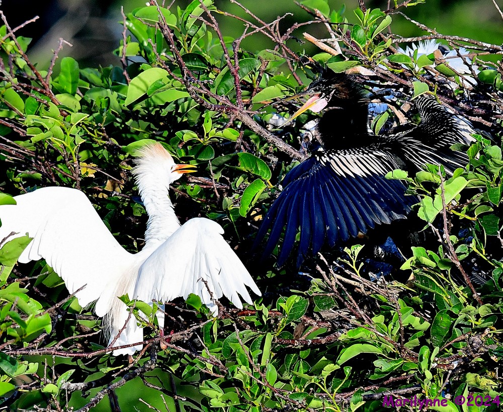 DSC_4313_001.JPG
