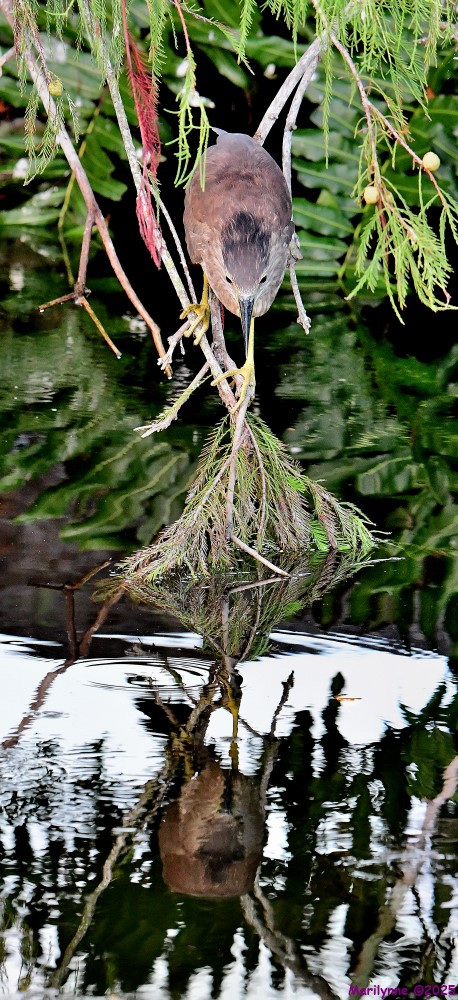 DSC_4314_stitch4_001.JPG
