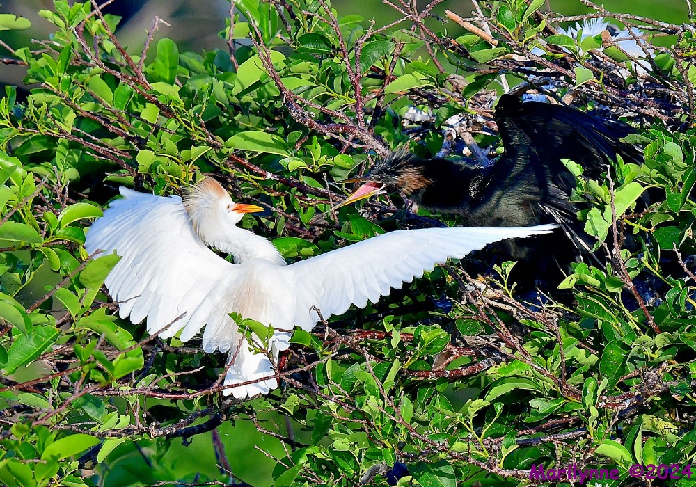 DSC_4315_001.JPG