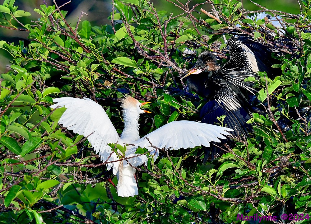 DSC_4316_001.JPG