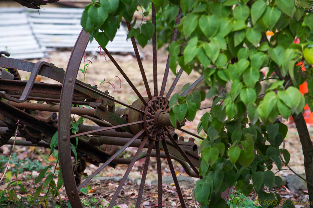 DSC_4320.jpg