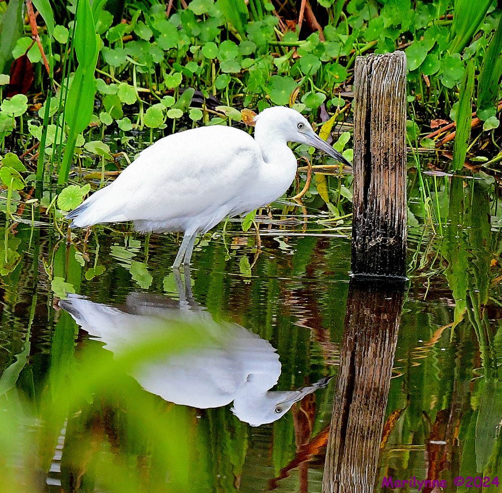 DSC_4320_001.JPG