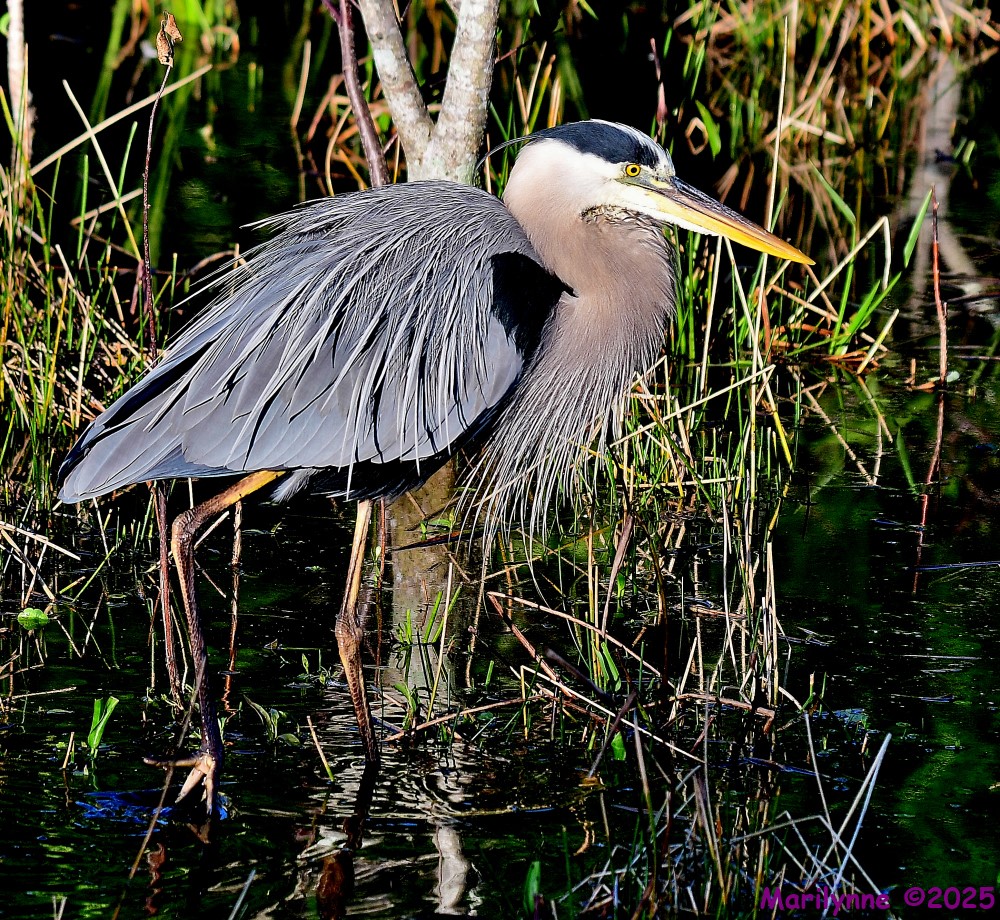 DSC_4322_001.JPG