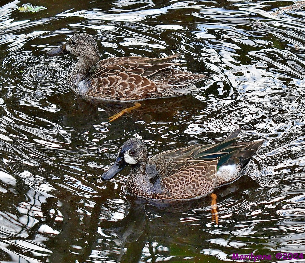 DSC_4323_001.JPG