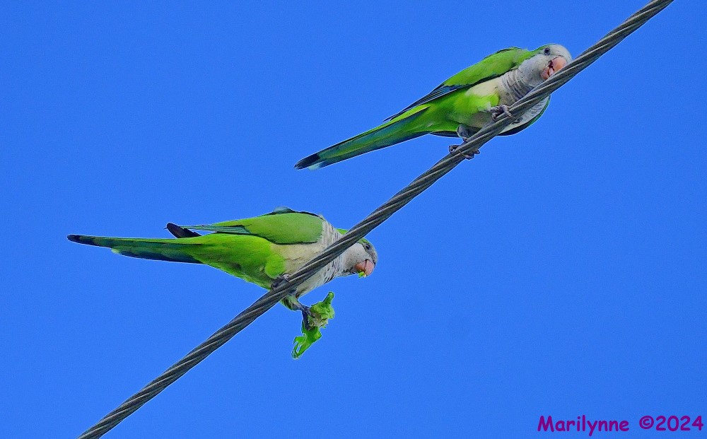 DSC_4325_001.JPG