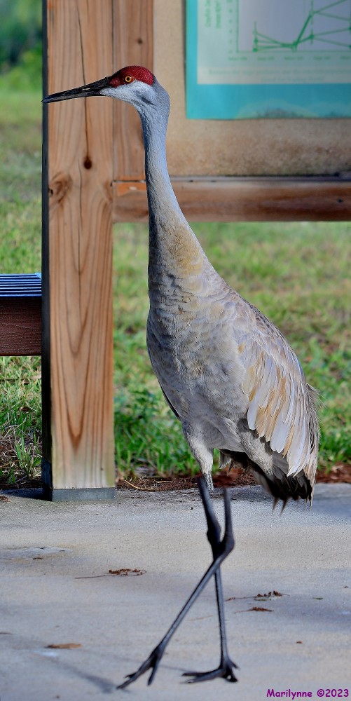 DSC_4325_stitch_001.JPG