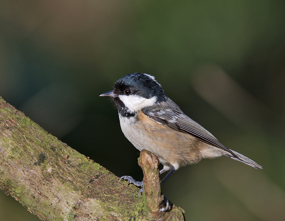 DSC_4326.jpg