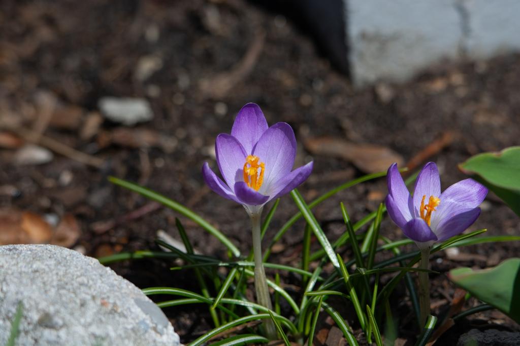 DSC_4326.jpg