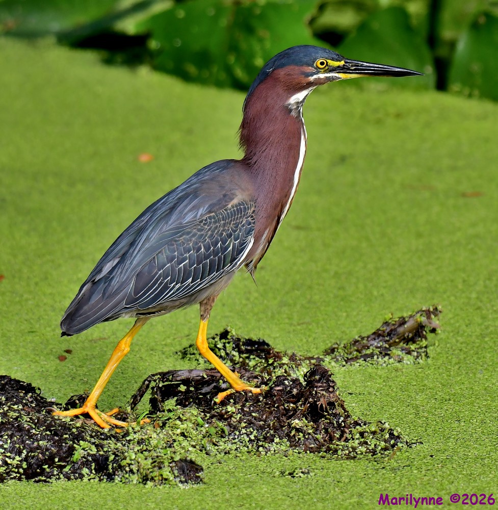 DSC_4326_001.JPG