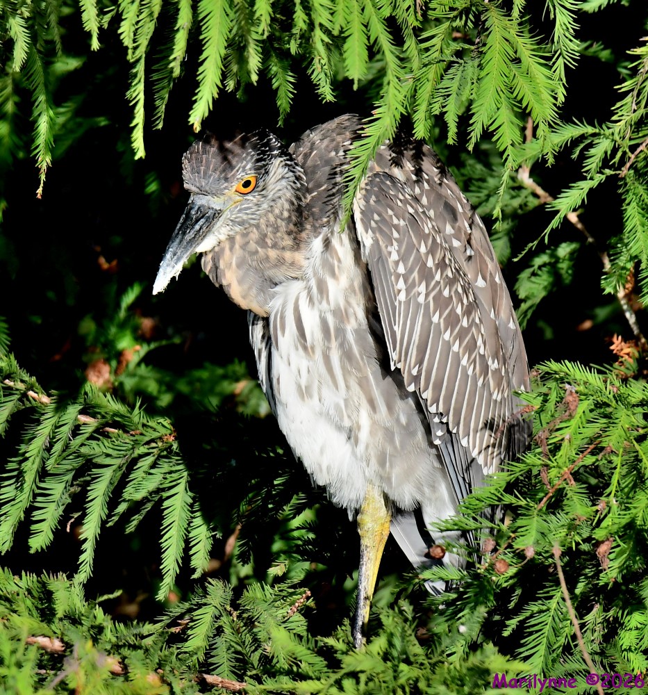 DSC_4327_001.JPG