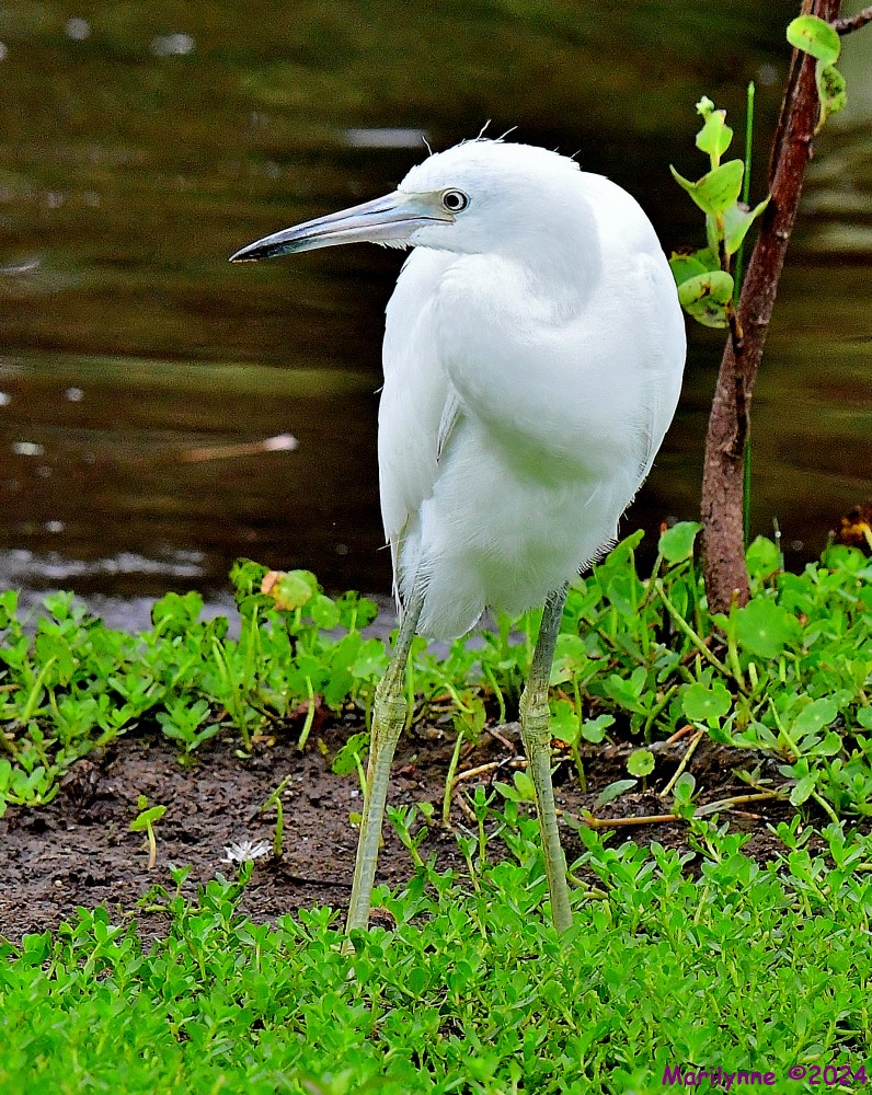 DSC_4328_001.JPG