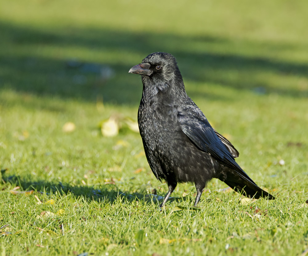 DSC_4329.jpg
