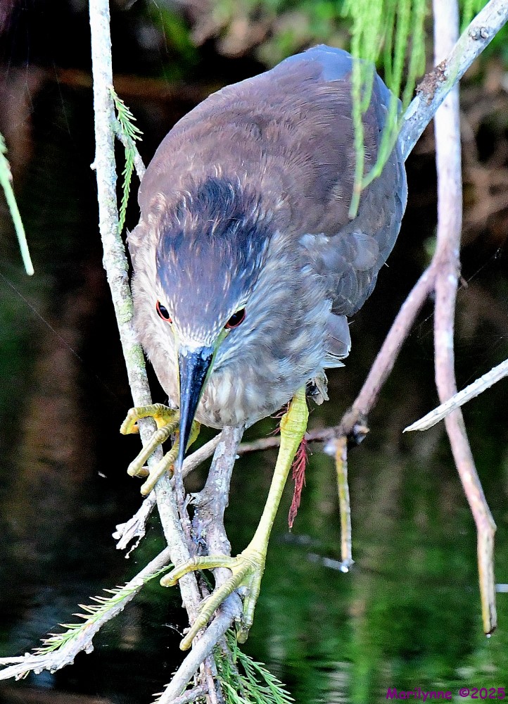 DSC_4329_001.JPG