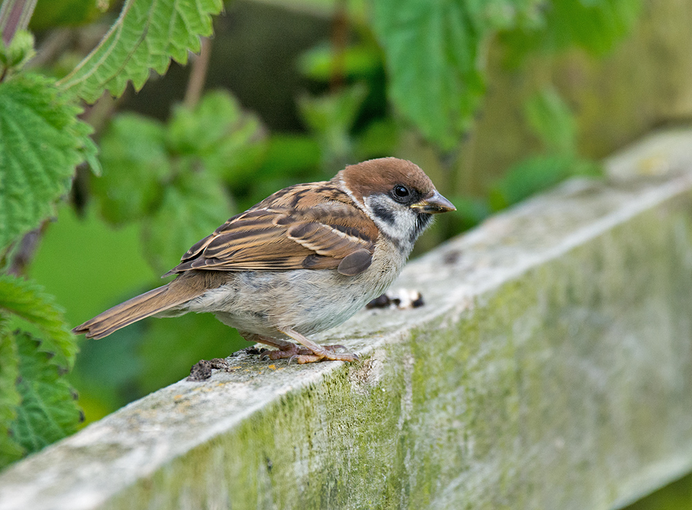DSC_4331.jpg