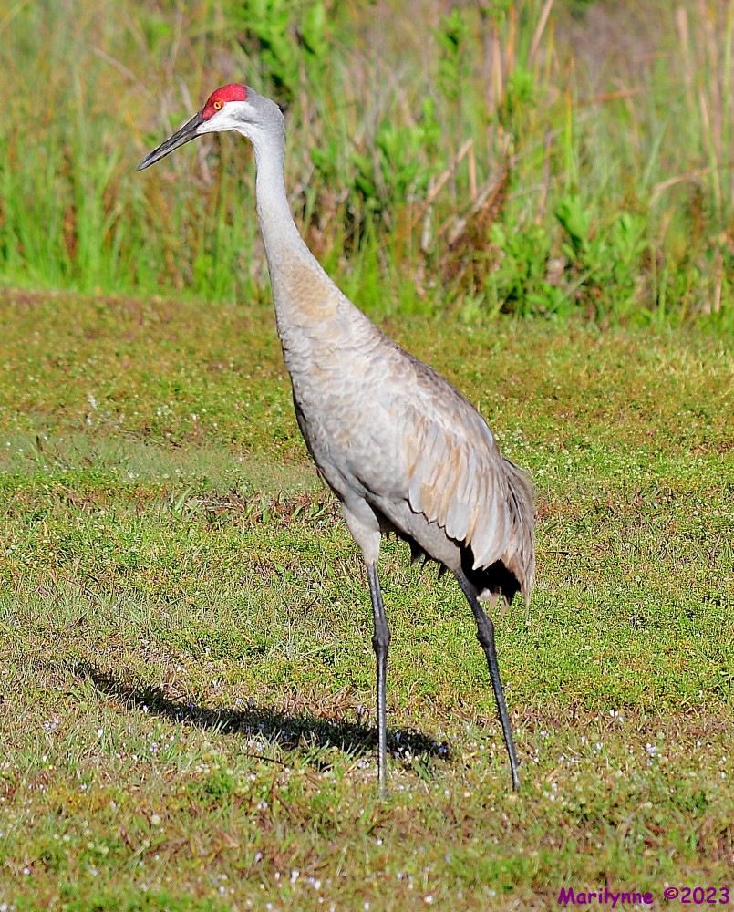 DSC_4331_001.JPG