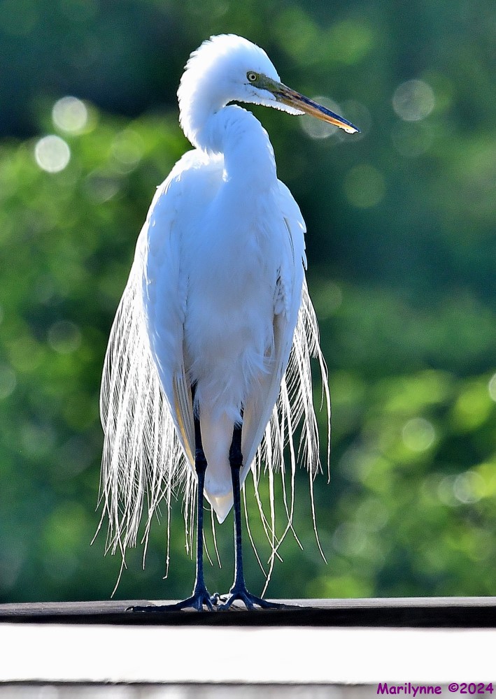 DSC_4331_001.JPG